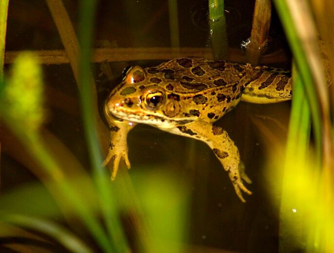 Frog at night