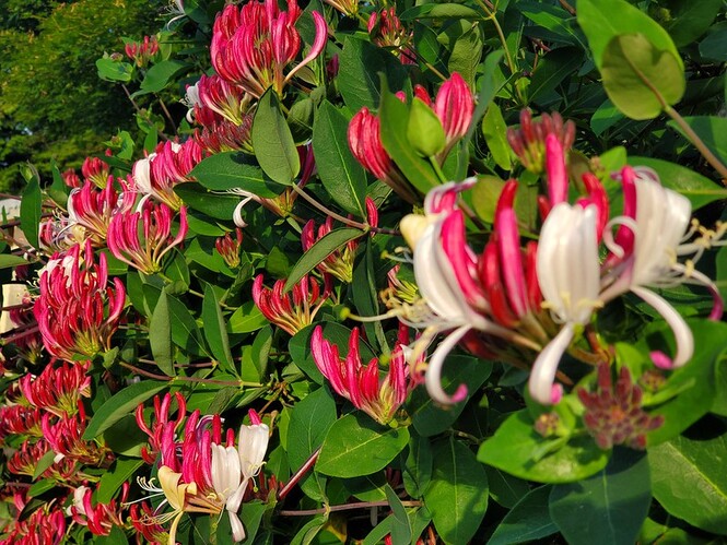 10Seeds Bonsai Seeds Homely Lonicera Xylosteum European Fly Honeysuckle