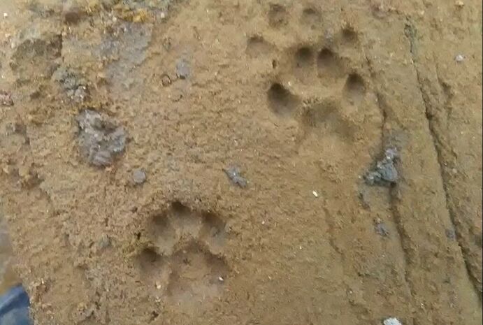 cat tracks