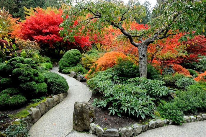 Japanese garden with contrasts