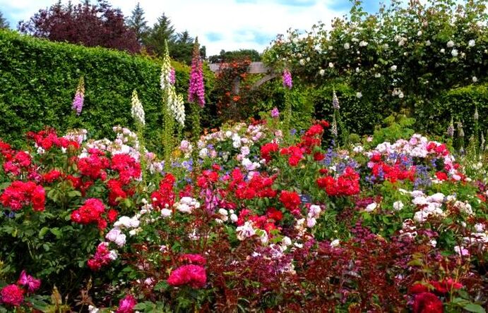 Cottage garden roses