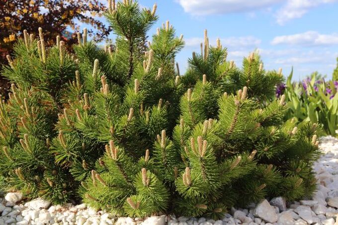 dwarf mountain pine
