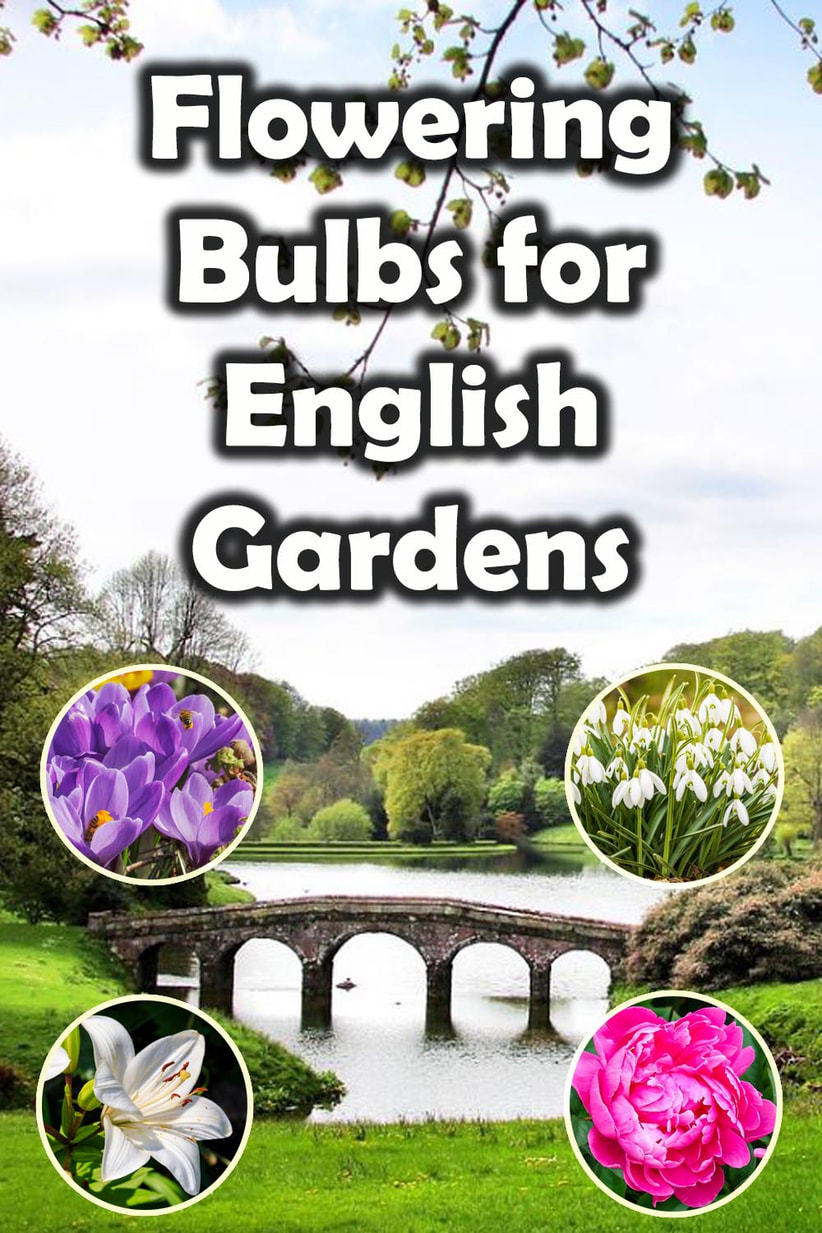 English garden bulbs