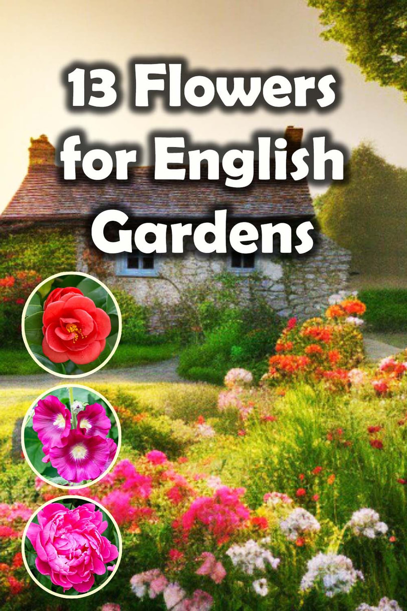 English garden flowers