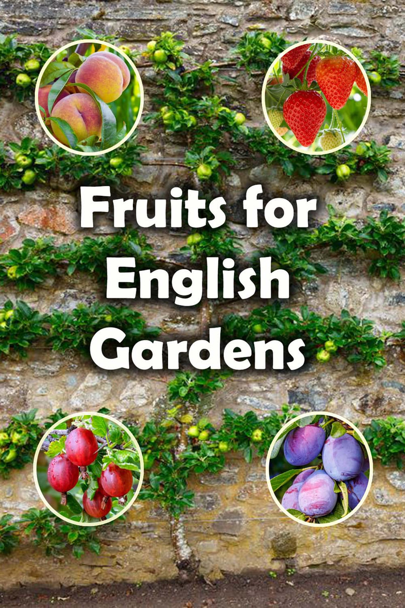 English garden fruits