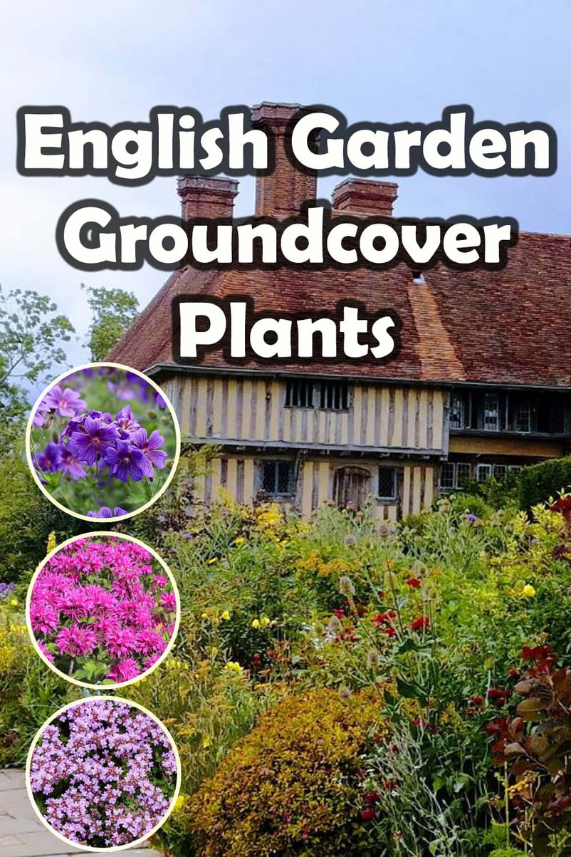 English garden groundcover plants
