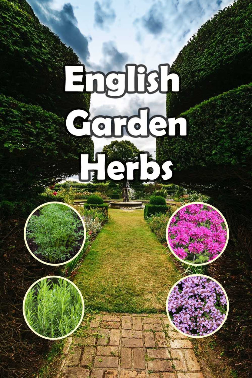 English garden herbs