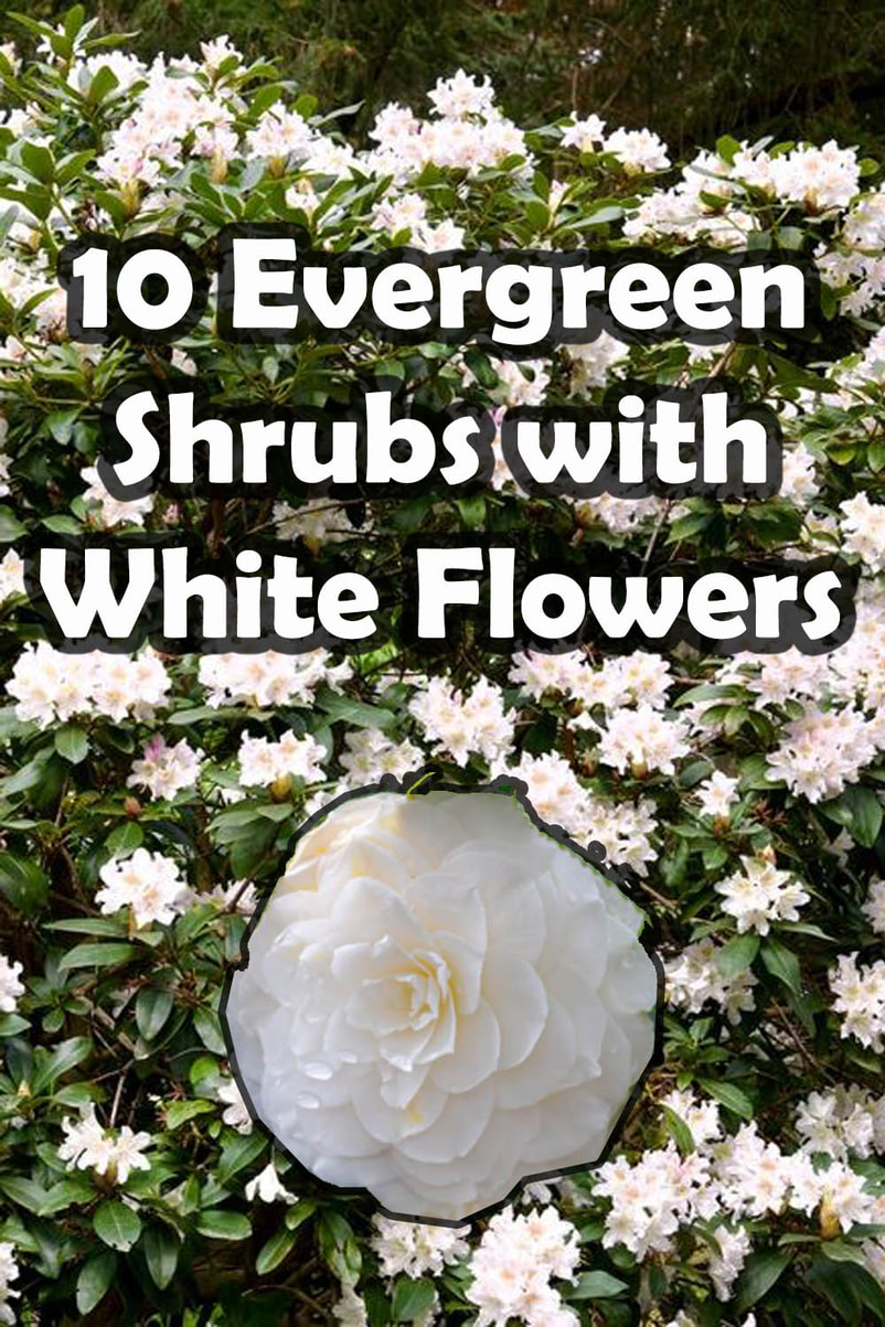 Evergreen shrubs with white flowers