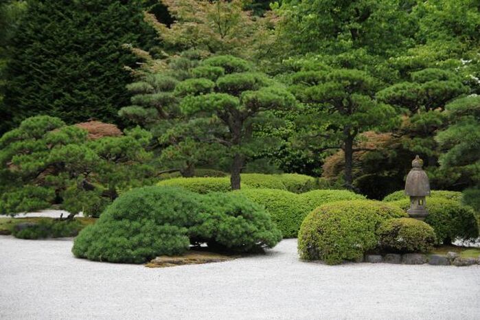 Japanese garden pines