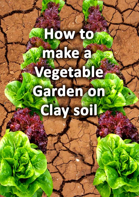 How to make a vegetable garden on clay soil