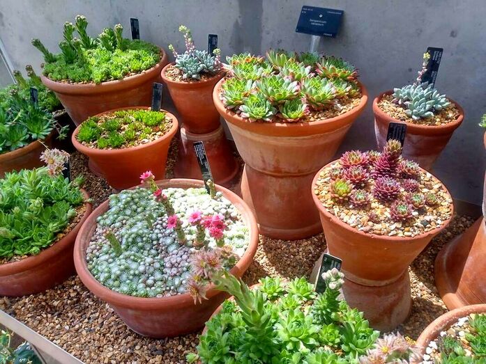 Succulents in pots