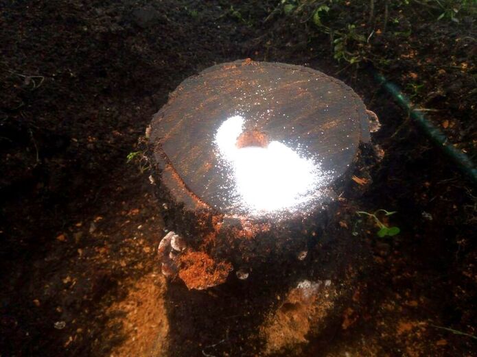 Removing a tree stump with Epsom salt