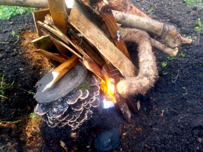 Lighting a fire around a tree stump
