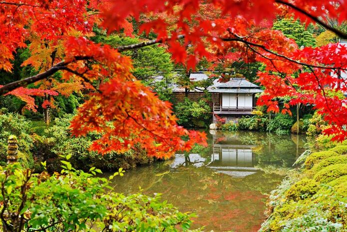 Japanese garden acer view
