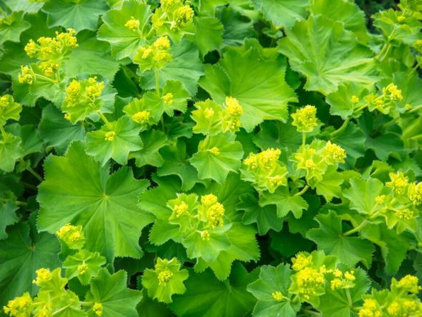 Lady's mantle