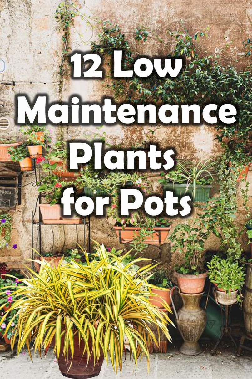 Low maintenance plants for pots