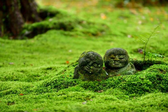 Japanese garden moss