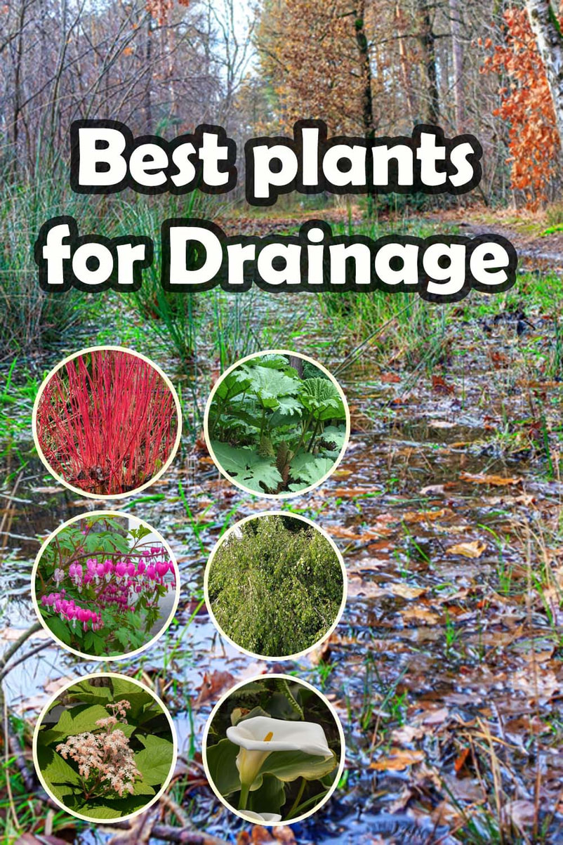Plants for drainage