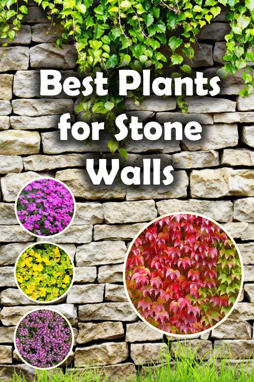 Plants for stone walls