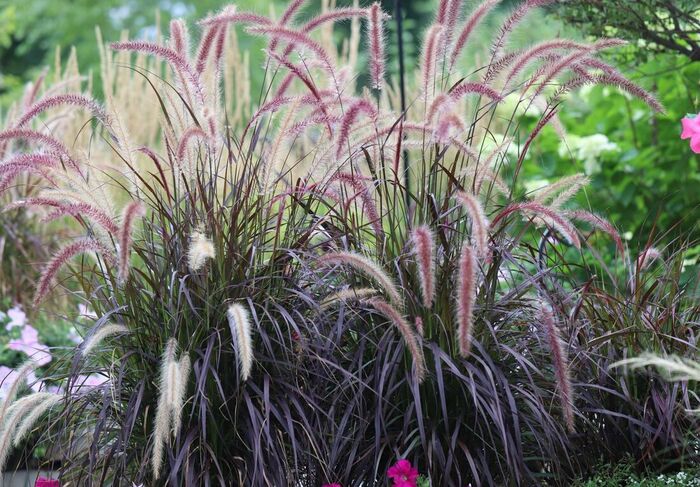Purple fountain grass