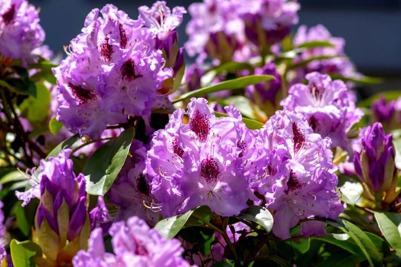 ​Rhododendron 'Blue Peter'