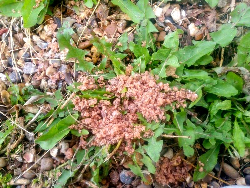 Rock salt on a weed in gravel