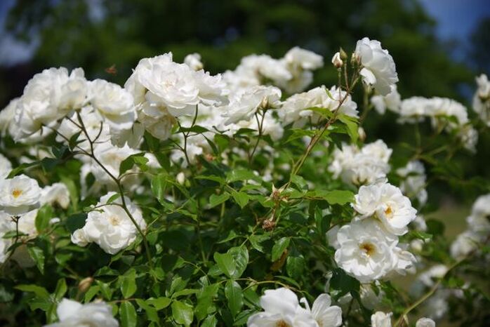 Rose white