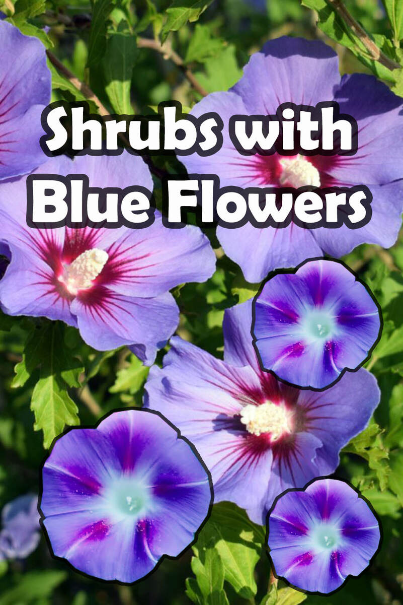 Shrubs with blue flowers