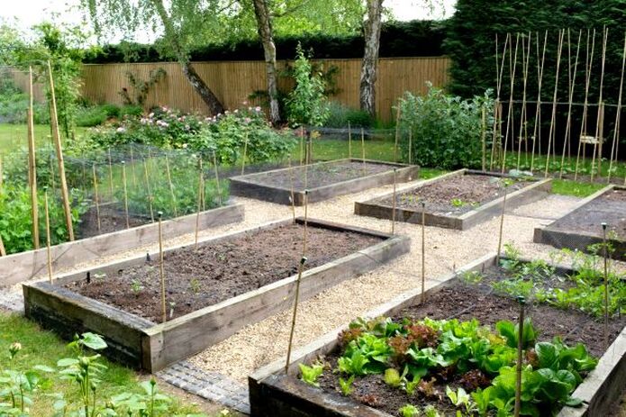 Raised beds with vegetables