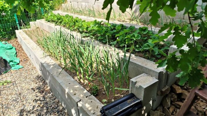 Raised beds with concrete blocks