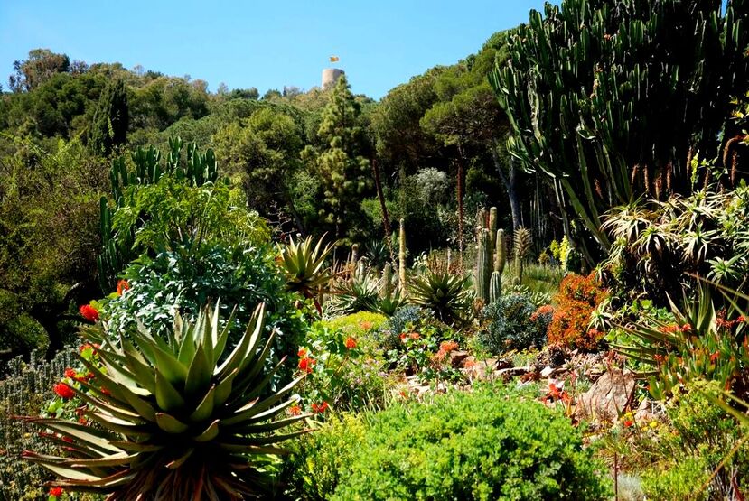 Mediterranean garden planting 