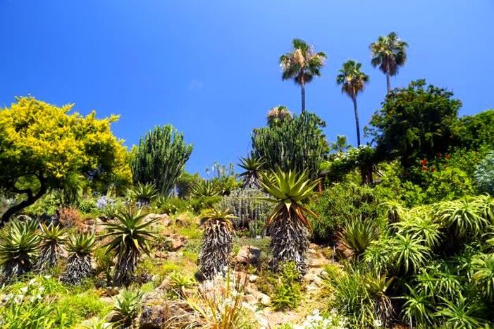 Mediterranean palms