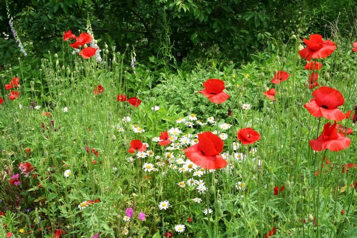 A wildflower meadow with corn poppies