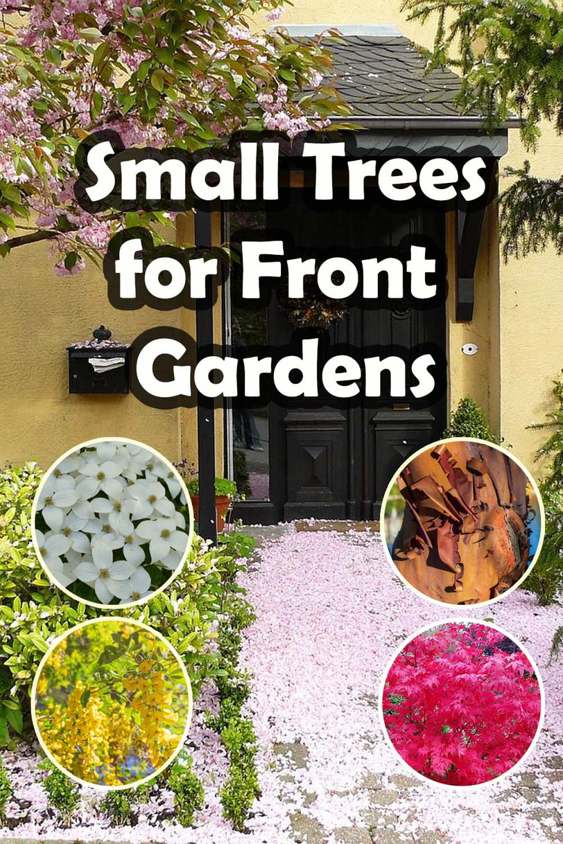 Small trees for front gardens