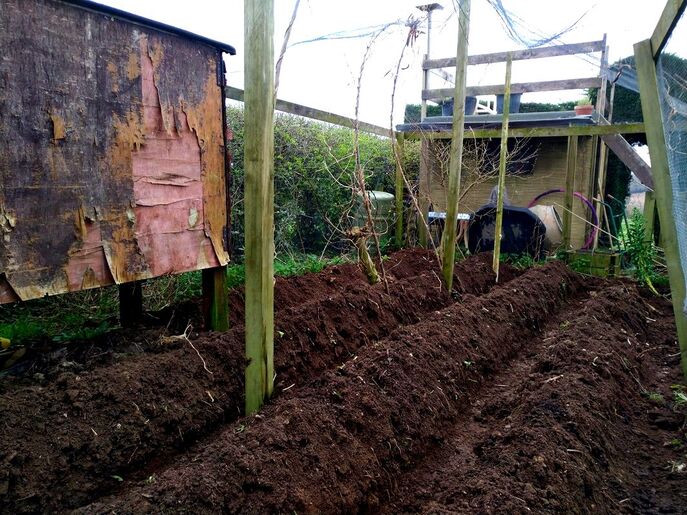 Potato growing soil drills
