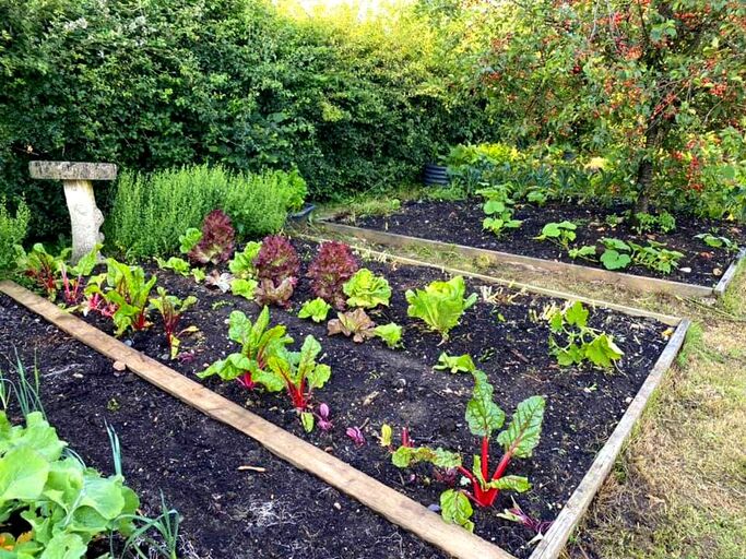 Raised vegetable growing beds