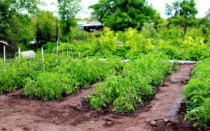 Vegetable beds on a slope