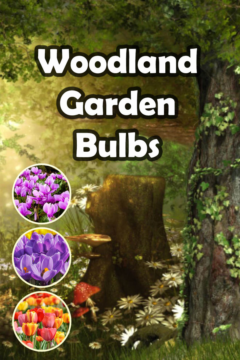 Woodland garden bulbs