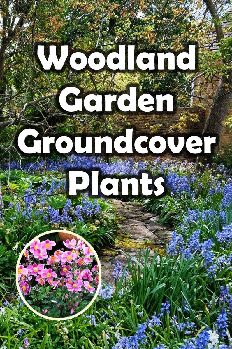 Woodland garden groundcovers