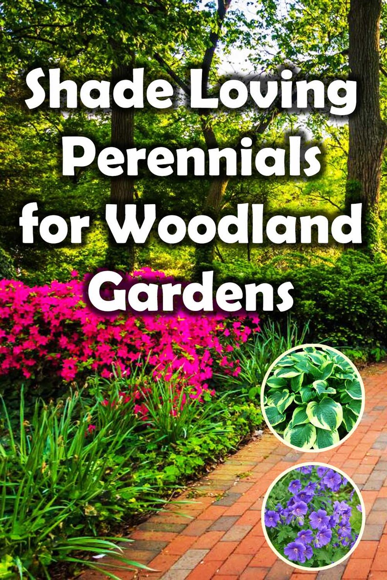 Woodland garden perennials