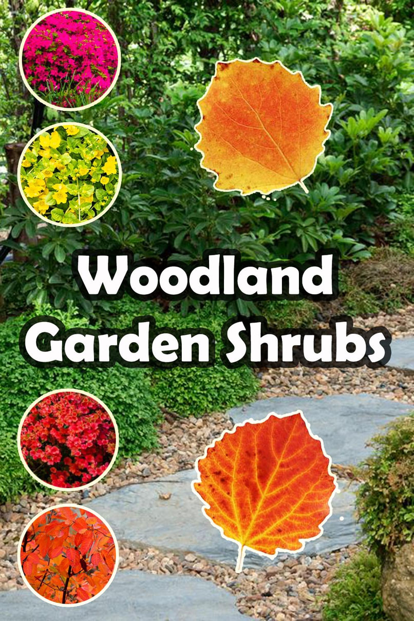 Woodland garden shrubs