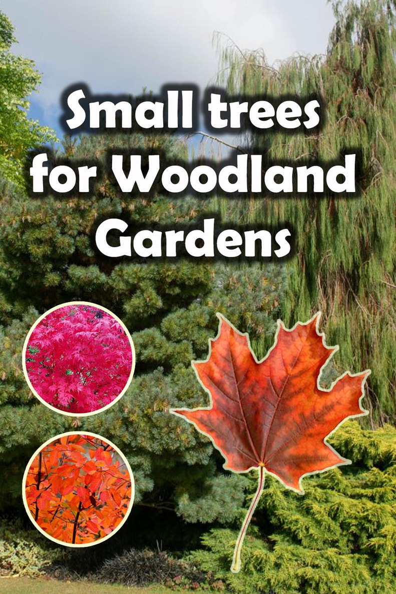Woodland garden trees