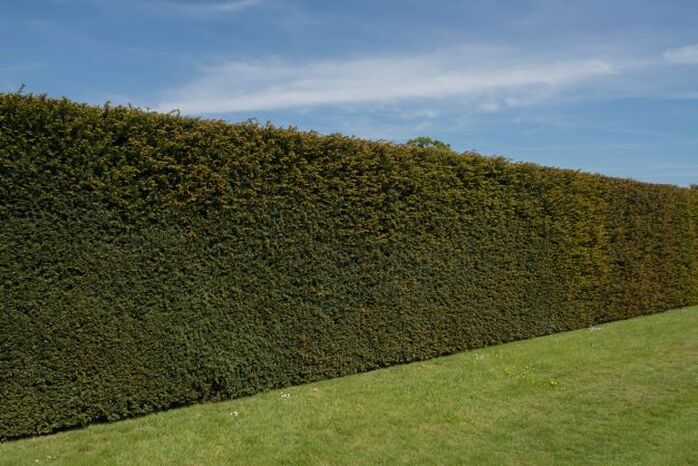Yew hedge