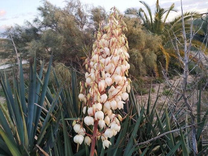 Yucca gloriosa flowers