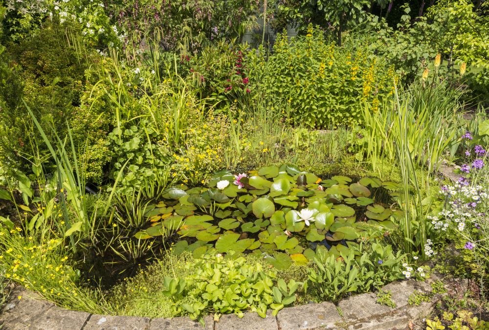 A wildlife pond planted with native plants