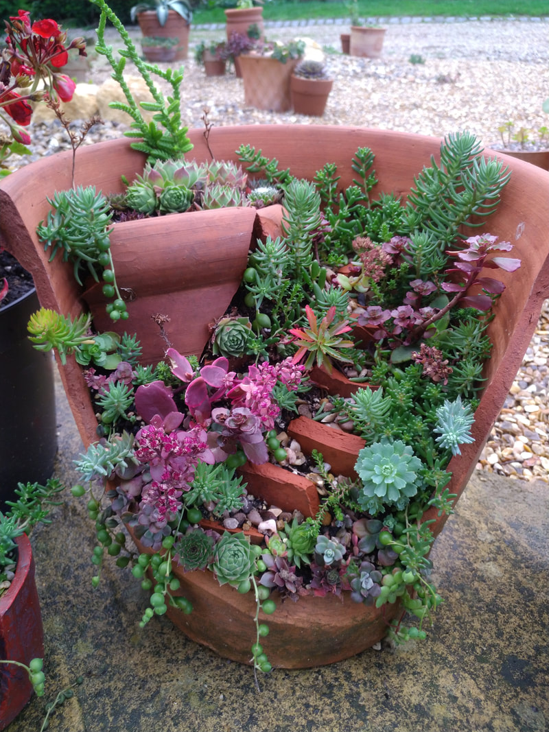 Succulent garden in pot