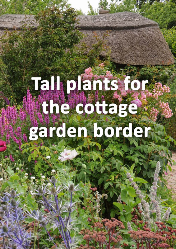Tall plants for cottage gardens