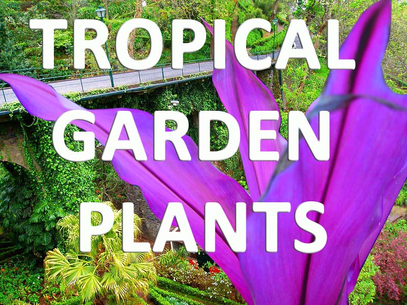 plants for tropical gardens