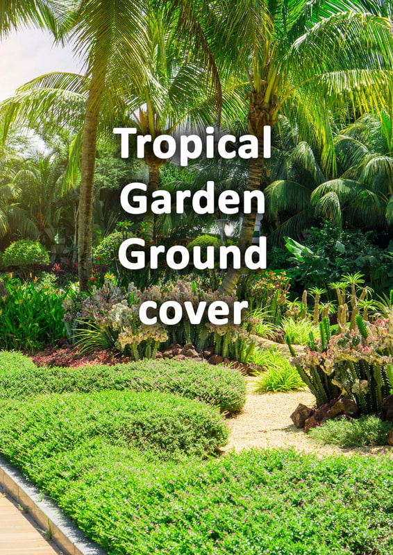Tropical garden groundcover plants