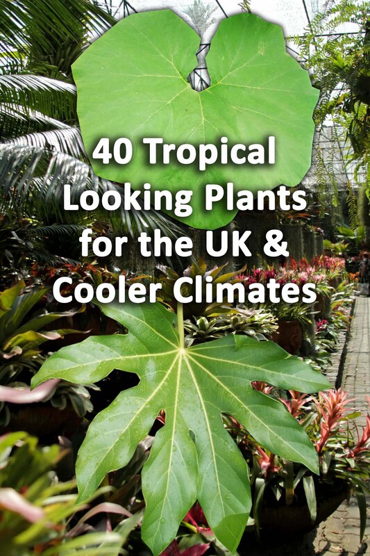 Tropical looking plants for the UK & cold climates